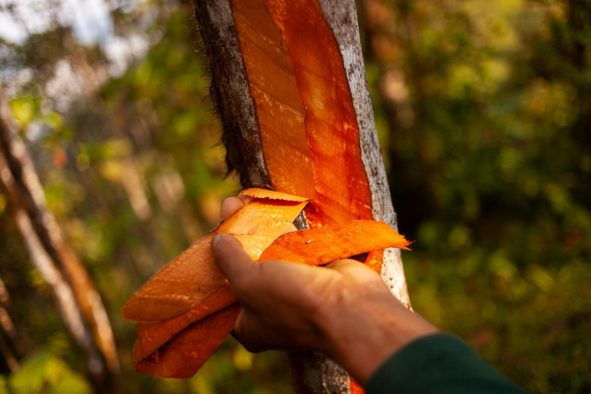 <span class="ezstring-field">kl_quinine_active-ingredient_field_plant_2020 -53- 367x460</span>